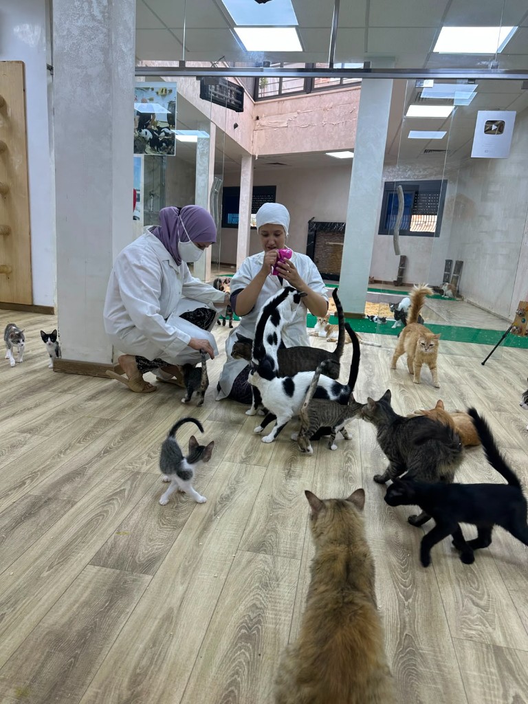 Volunteer preparing a cat for transport and care