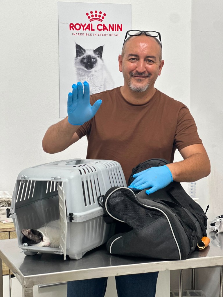 Volunteers feeding dozens of cats at the shelter